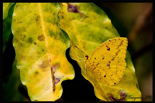 mariposa.jpg