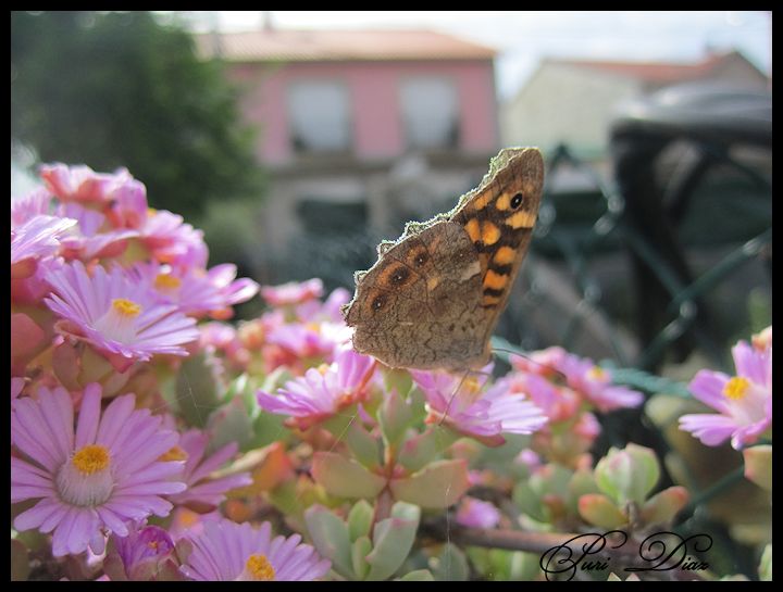 mariposa+monarca+canon+ixus+130+mayo+2012+(2).jpg