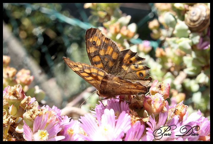mariposa+monarca+en+sucu+Oscularia-deltoides+canon+eos+1100+d+22+mayo+2012+(4).JPG