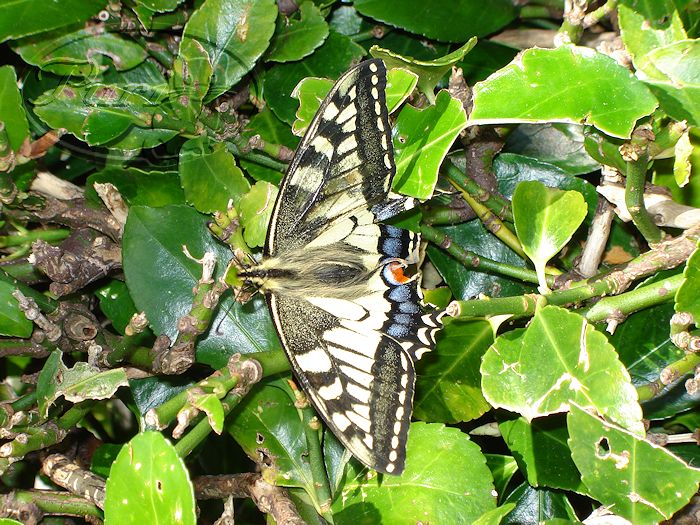 MARIPOSA+RECOGIDA+POR+ABUELA+MUCHA(24+DE+ABRIL+DEL+2006)(3).JPG