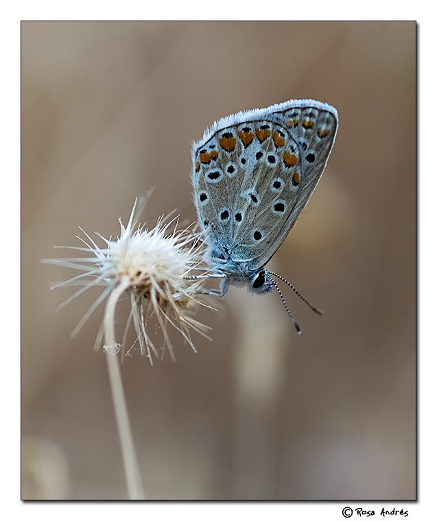 Mariposa01.jpg