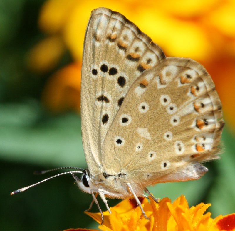 mariposa1hoju.jpg