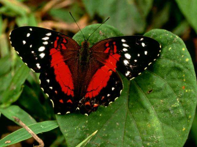 mariposa2.jpg