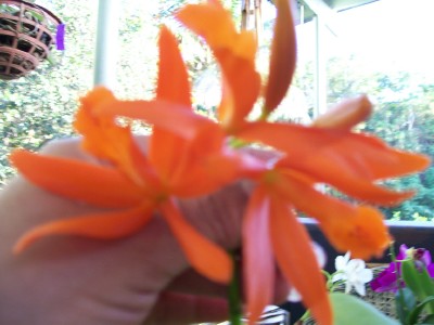 mariposa2.jpg