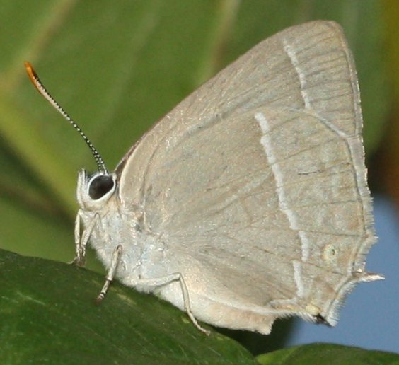 mariposa2hoju2.jpg