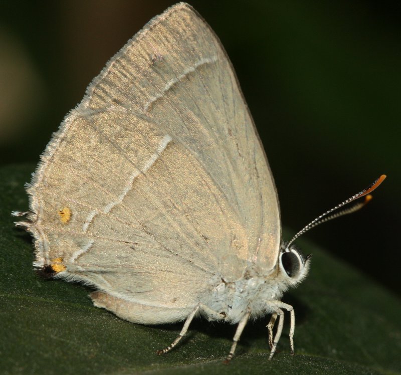 mariposa2hoju4.jpg