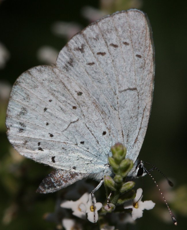 mariposa3hoju.jpg
