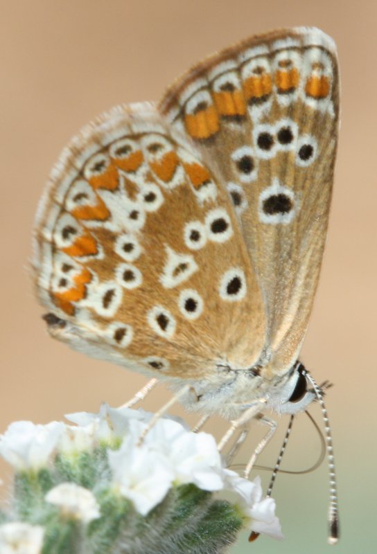 mariposa5hoju.jpg