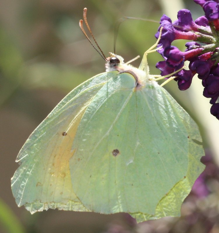 mariposa6hoju.jpg