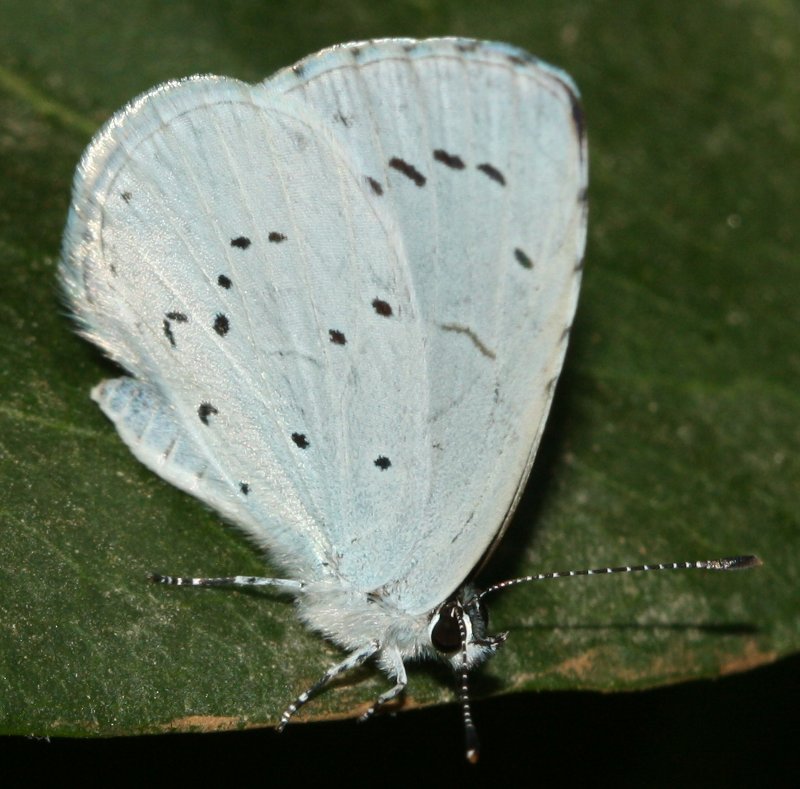 mariposa7hoju.jpg