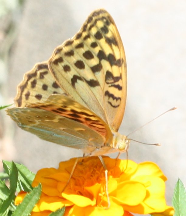 mariposa8hoju.jpg