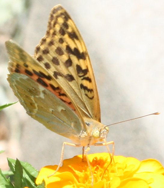mariposa8hoju1.jpg