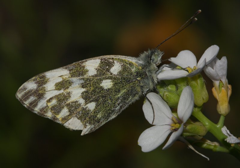 mariposa_1760.jpg