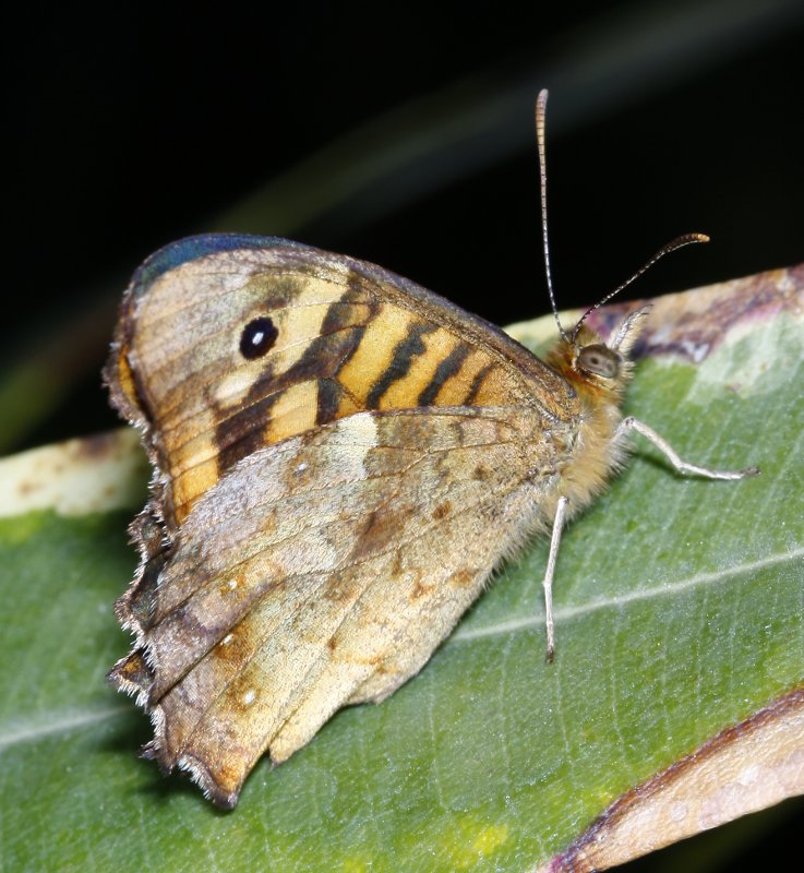 mariposa_2868.jpg
