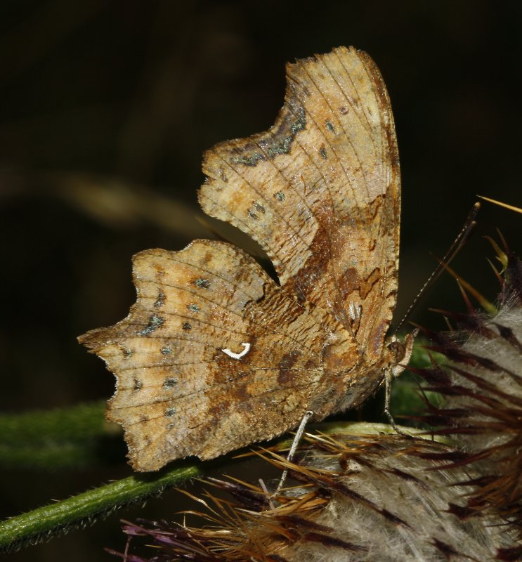 mariposa_2_6128.jpg