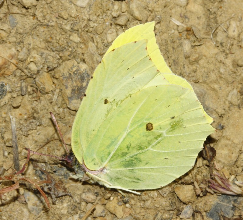 mariposa_2_6135.jpg