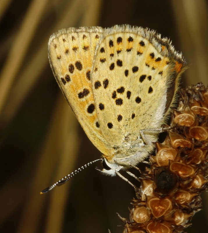 mariposa_2_6174.jpg