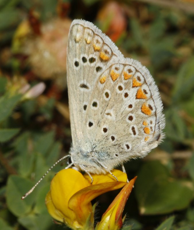 mariposa_2_6246.jpg