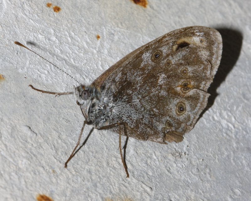 mariposa_2_6335.jpg