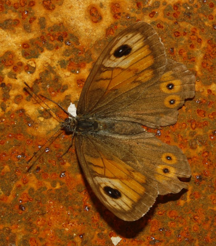 mariposa_2_6337.jpg