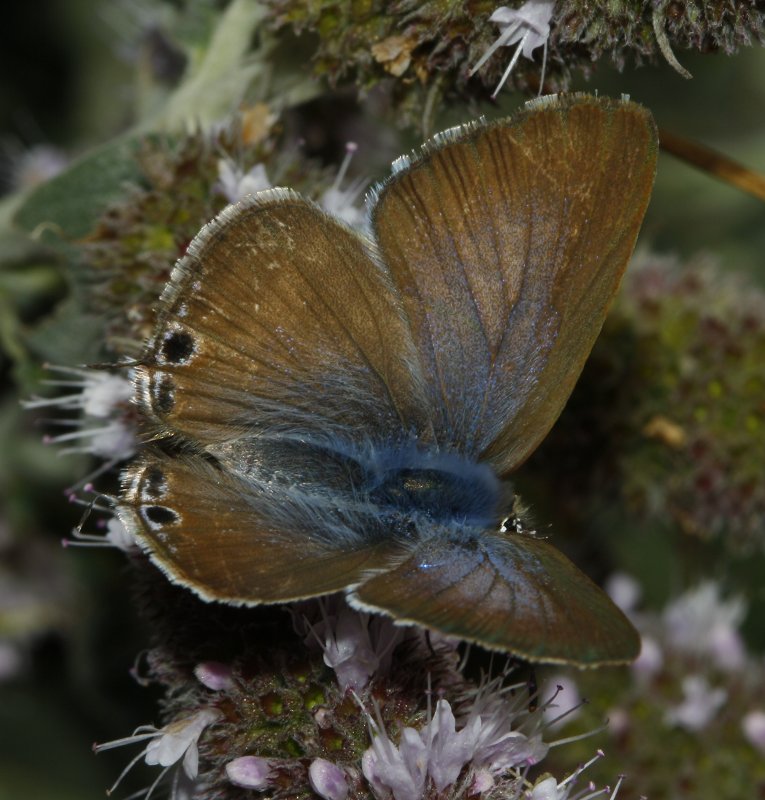 mariposa_2_6665.jpg