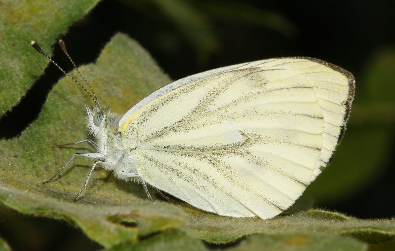 mariposa_2_6675.jpg
