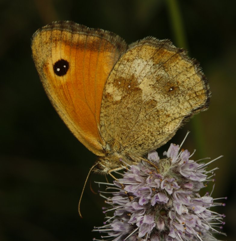 mariposa_2puntos_5965.jpg