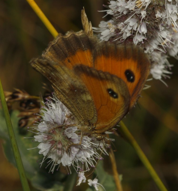 mariposa_2puntos_5983.jpg