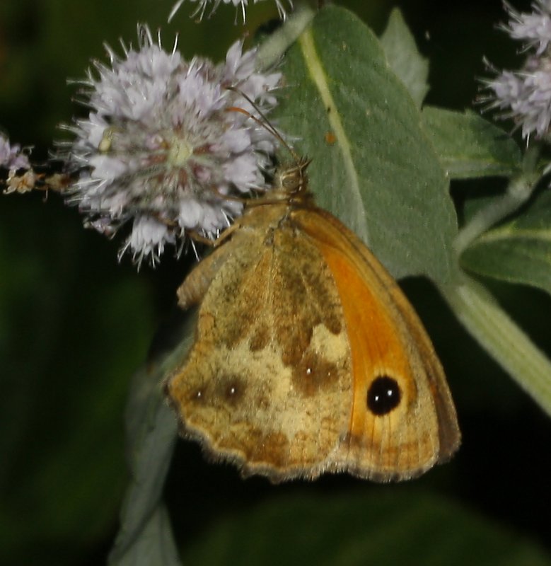 mariposa_2puntos_6068.jpg