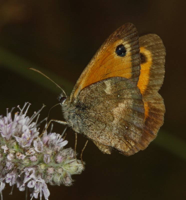 mariposa_2puntos_6140.jpg