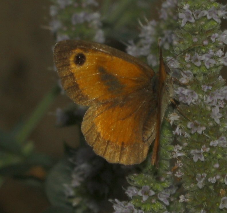mariposa_2puntos_6160.jpg