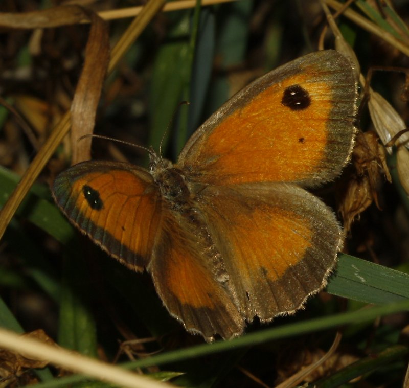 mariposa_2puntos_6179.jpg