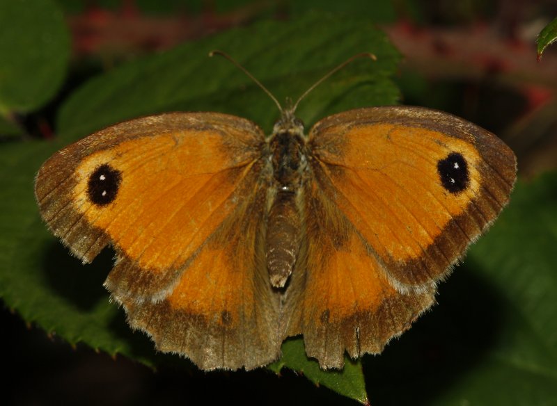 mariposa_2puntos_6458.jpg