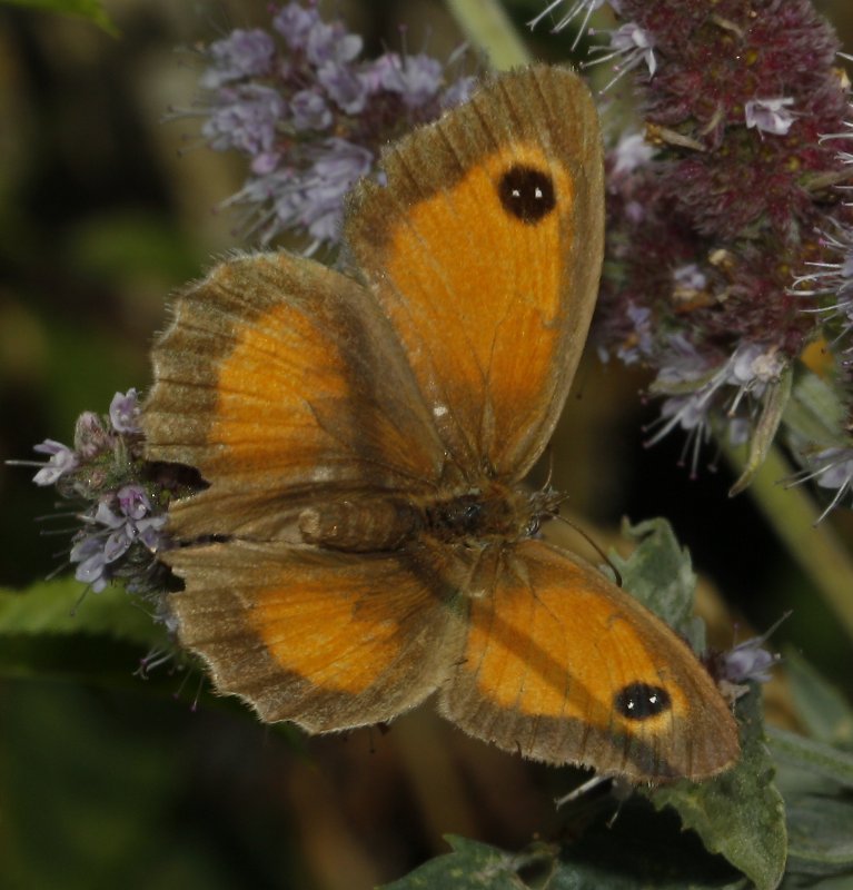 mariposa_2puntos_6667.jpg