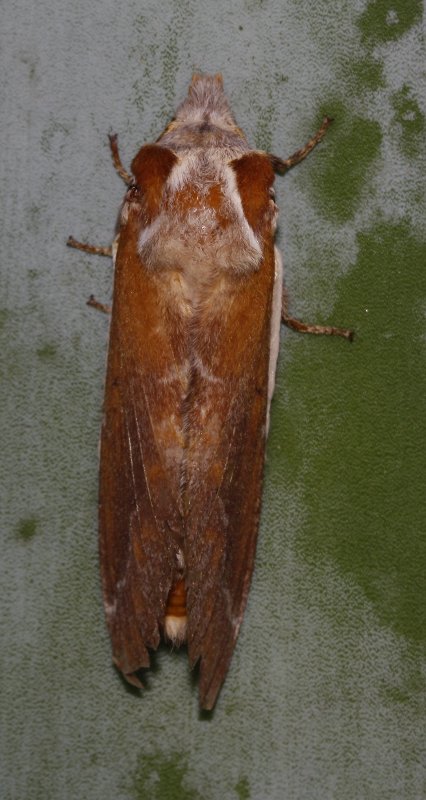Mariposa_4365.jpg