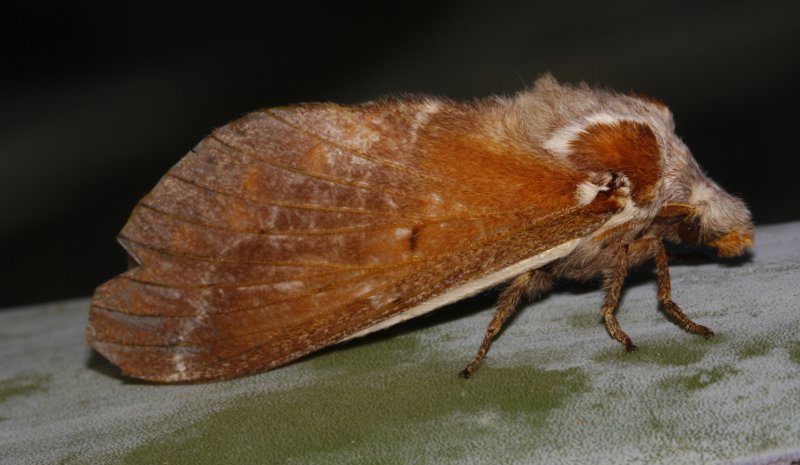 Mariposa_4367.jpg
