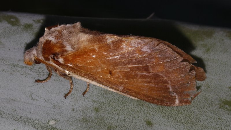 Mariposa_4370.jpg