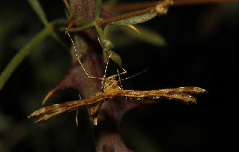 Mariposa_4929.jpg