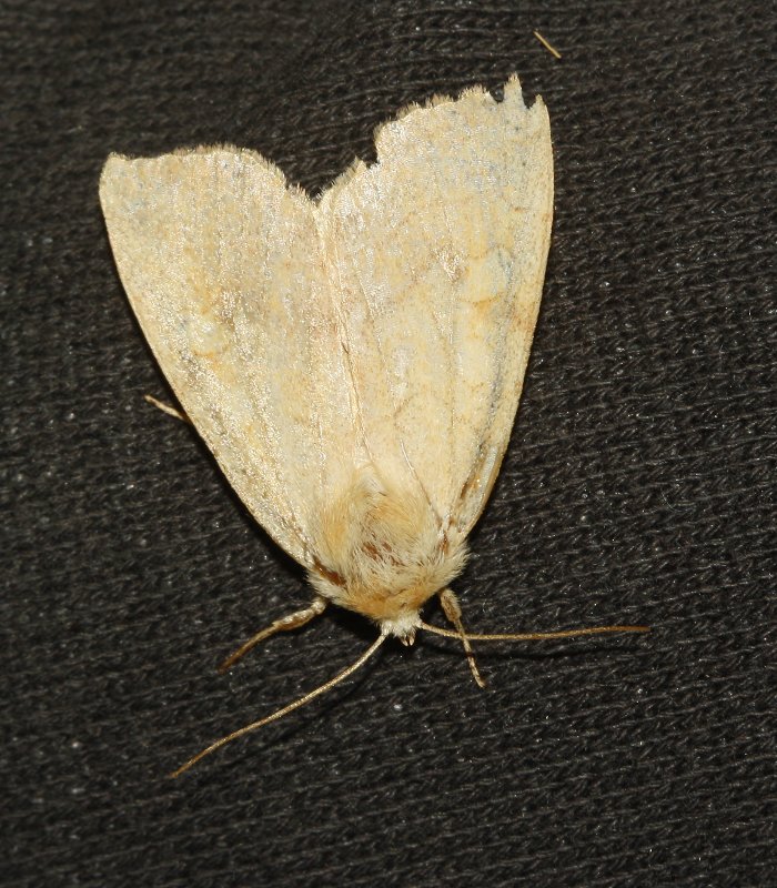 Mariposa_5080.jpg