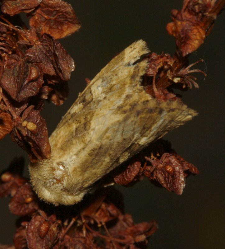 Mariposa_5266.jpg