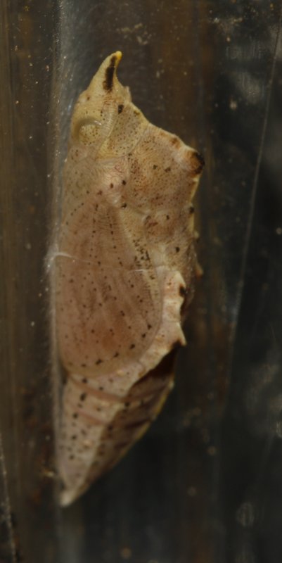 Mariposa_5284.jpg