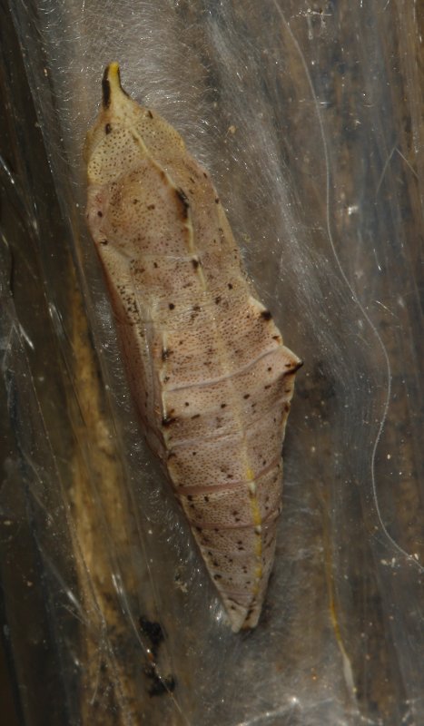 Mariposa_5285.jpg