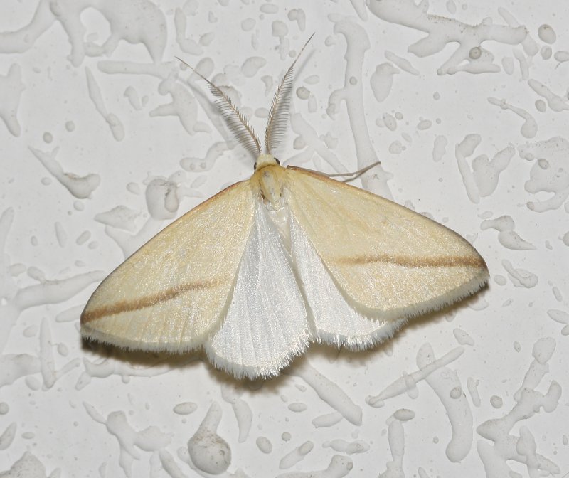 Mariposa_5322.jpg