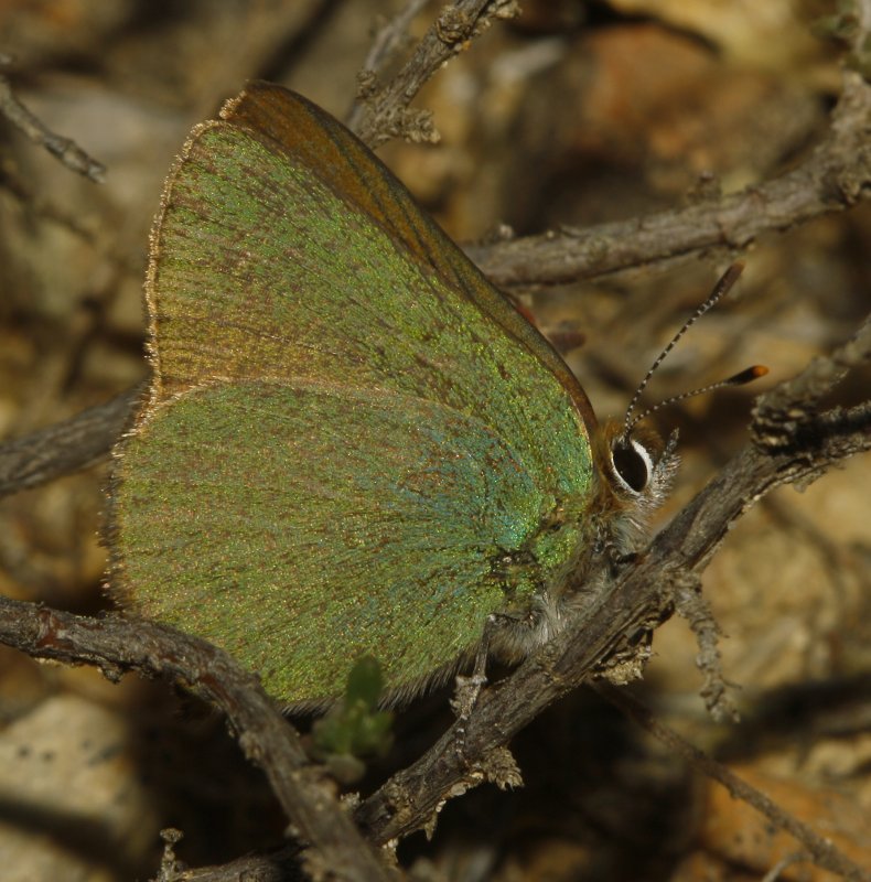 Mariposa_5396.jpg