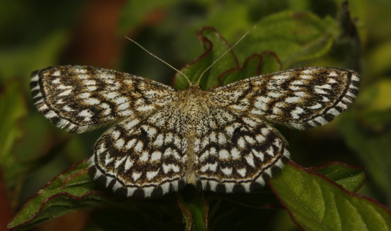 mariposa_5621.jpg