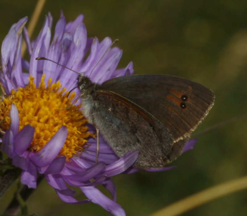 mariposa_5818.jpg
