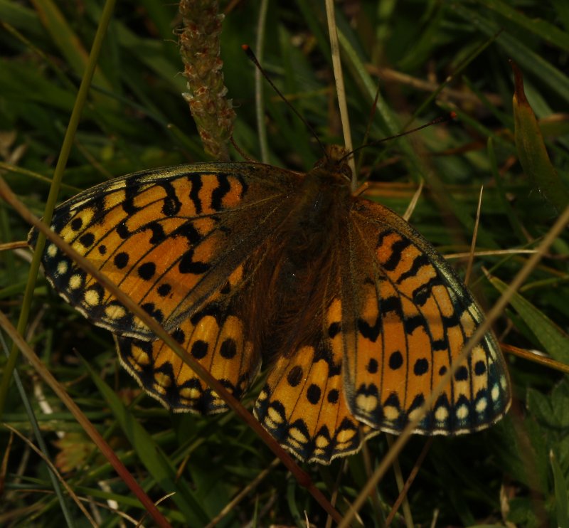 mariposa_5831.jpg