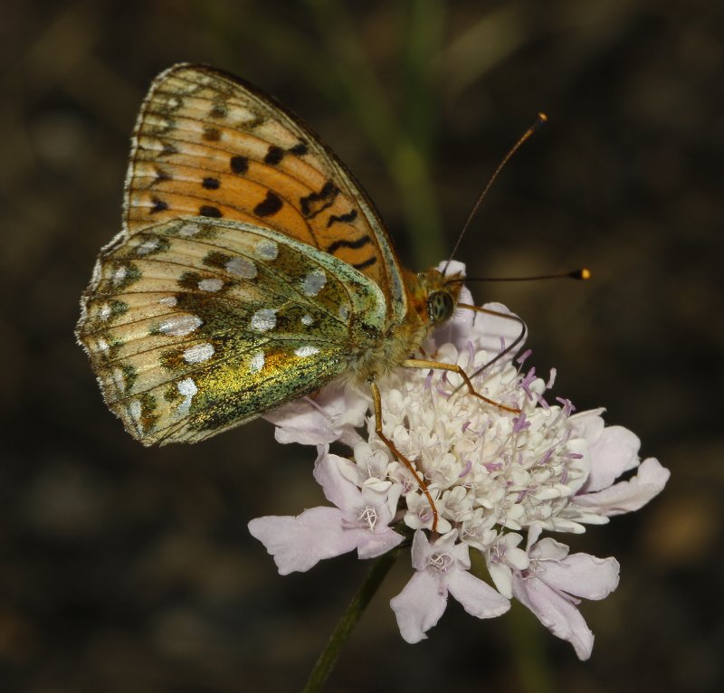 mariposa_7237.jpg