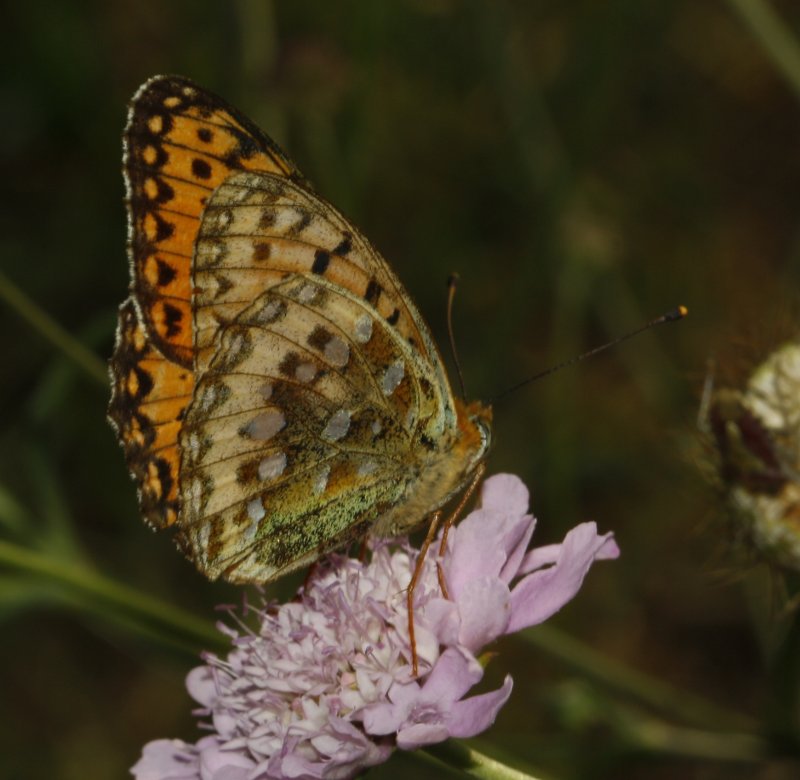 mariposa_7238.jpg