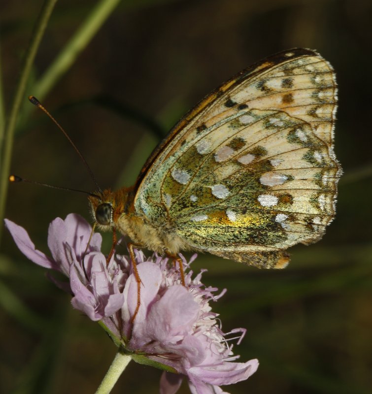 mariposa_7239.jpg
